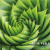 aloe vera aloe vera