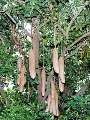 Arbre de kigelia keneya