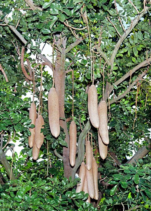Arbre de kigelia keneya Arbre de kigelia keneya