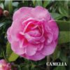 camélia Copie camélia Copie