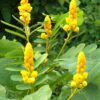 dartrier ou Cassia alata dartrier ou Cassia alata
