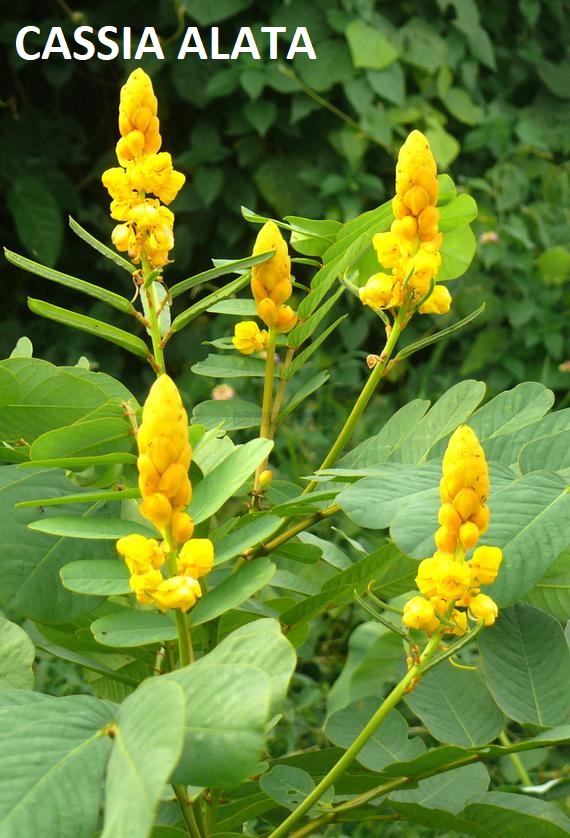 dartrier ou Cassia alata dartrier ou Cassia alata