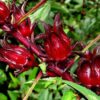 Fleurs de bissap