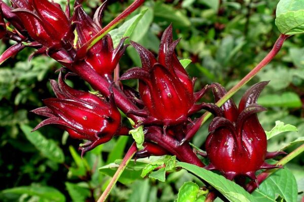 Fleurs de bissap