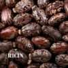 Graine de ricin Castor