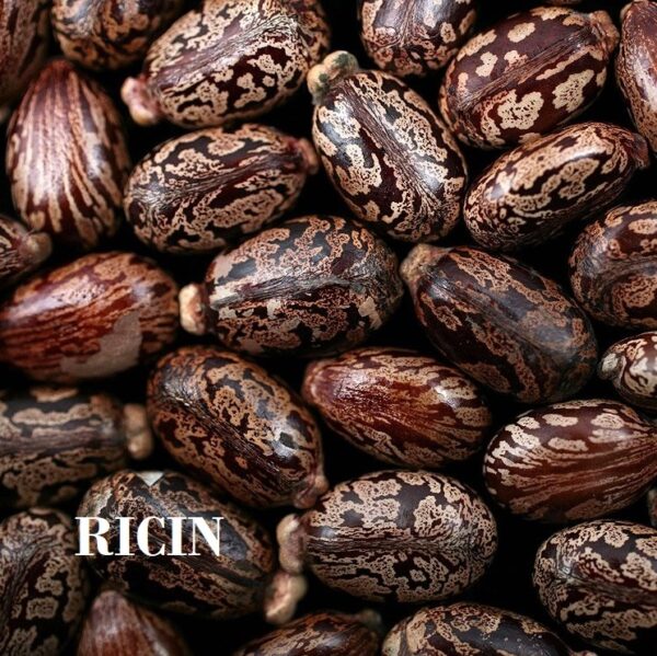 Graine de ricin Castor