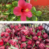 hibiscus bissap