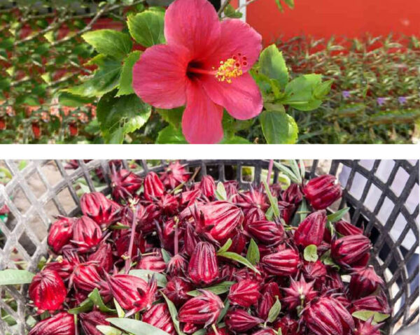 hibiscus bissap