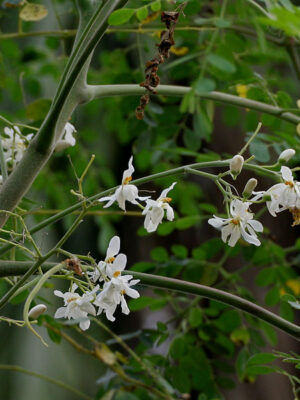 huile de MORINGA