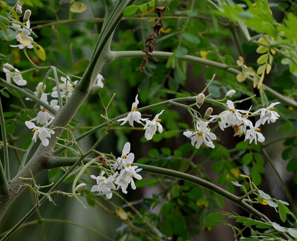 huile de MORINGA