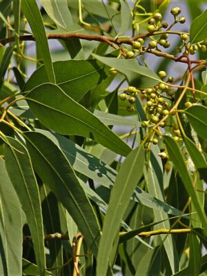 Huile essentielle d'EUCALYPTUS CITRONNE 10ml