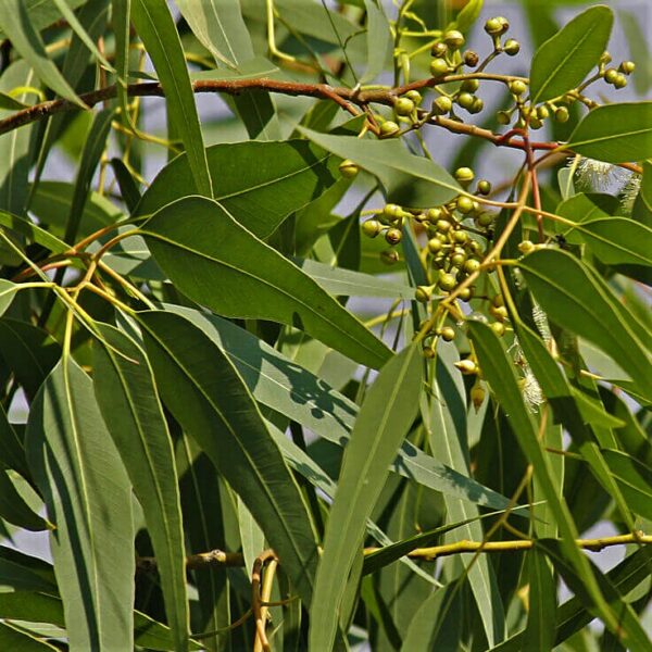 Huile essentielle d'EUCALYPTUS CITRONNE 10ml Huile essentielle d'EUCALYPTUS CITRONNE 10ml