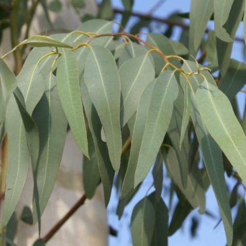 Huile essentielle d'EUCALYPTUS MENTHOLE 10ml Huile essentielle d'EUCALYPTUS MENTHOLE 10ml