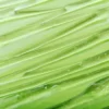 ingredient-Aloe-vera_350x