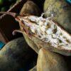 ingredient-Baobab_350x