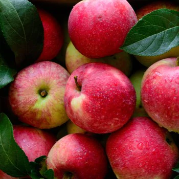 ingredient-Pommes_350x