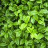 ingredient-The-vert_350x