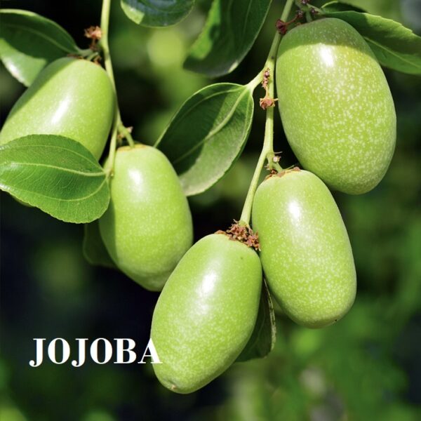 jojoba