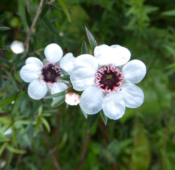Leptospermum scoparium Détail des fleurs du Manuka
