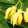 ingredient-Ylang-ylang_350x